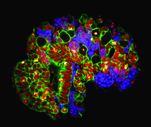 Developmental Biology