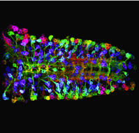 Developmental Biology Programme Outline