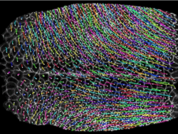Non-invasive in vivo imaging