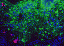 Stem Cell Biology