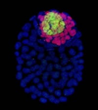 Stem Cell Biology