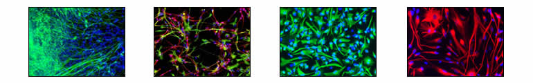 Stem Cell Biology