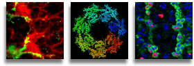 Biomedical Imaging