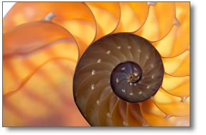 Shell 4 Year PhD Programme Shell 4 Year PhD Programme