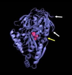 Modelling Biological Complexity