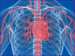 Cardiovascular research at the University of Manchester