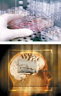 PhD  Research in the School of Life & Health Sciences, Aston University