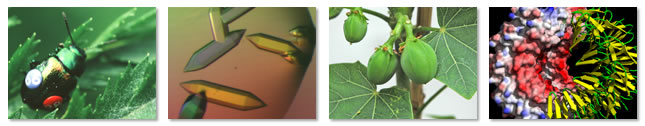 PhD Research Images