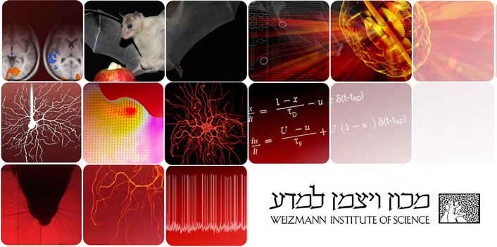 findaphd-the-international-direct-phd-program-in-neuroscience-and